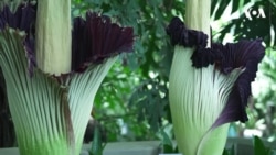  美国植物园“尸花”盛开 吸引数千游客 