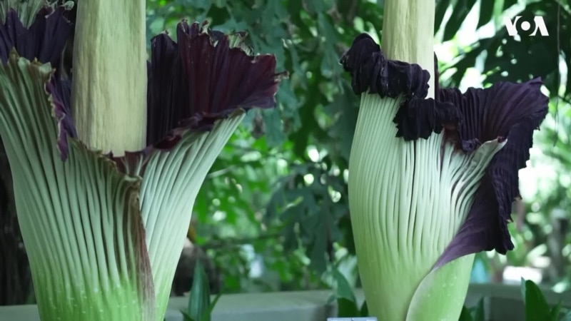 美国植物园“尸花”盛开 吸引数千游客