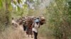 Environmentalists Concerned After Kenya Lifts Logging Ban 