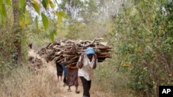 FILE — Women walk out of the forest carrying wood to use for cooking, in Tsavo East, in Kenya, June 20, 2014.