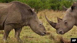 This female rhino, left, photographed in Natal, South Africa, survived a brutal dehorning by poachers who used a chainsaw to remove her horns and a large section of bone. The photo, taken by Brent Stirton for National Geographic, won the Nature Stories category of the 2012 World Press Photo contest.