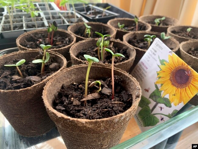 Sunflower plants that are beginning to grow from seeds are shown growing in containers on April 21, 2022, in New York. (AP Photo/Julie Rubin)