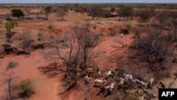 FILE - Aerial view showing cattle gathering under dried trees in the Desert of Gilbues, in Gilbues, in the northeastern state of Piaui, Brazil, taken on October 1, 2023. Gilbues is Brazil's worst desertification hotspot, caused in part by cliimate change.