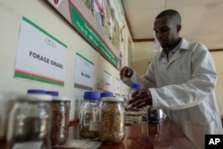 A lab technician holds a jar with indigenous seed at the Genetic Resources Research Institute seed bank in Kiambu, Kenya, Nov. 14, 2024.