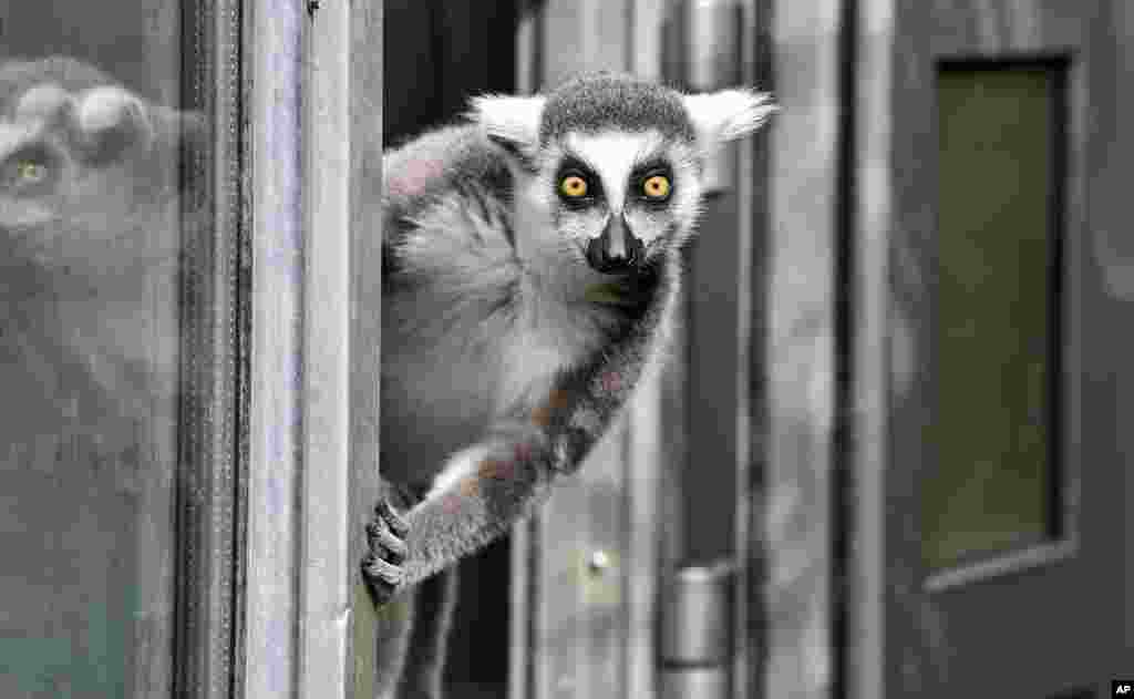 A ring-tailed lemur watches out of a door on a cold but sunny day at the zoo in Duisburg, Germany.