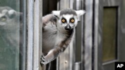 A ring-tailed lemur watches out of a door on a cold but sunny day at the zoo in Duisburg, Germany.