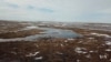 Snowy Owls, Birds That Reign in the Arctic