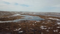 Snowy Owls, Birds That Reign in the Arctic