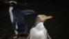 Shy penguin wins New Zealand's bird election