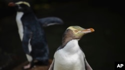 A hoiho or yellow-eyed penguin pictured on April 2, 2023, has won New Zealand's annual Bird of the Year vote, Sept. 16, 2024, after a fierce contest absent the foreign interference and controversies that have upset the country's avian elections before. 