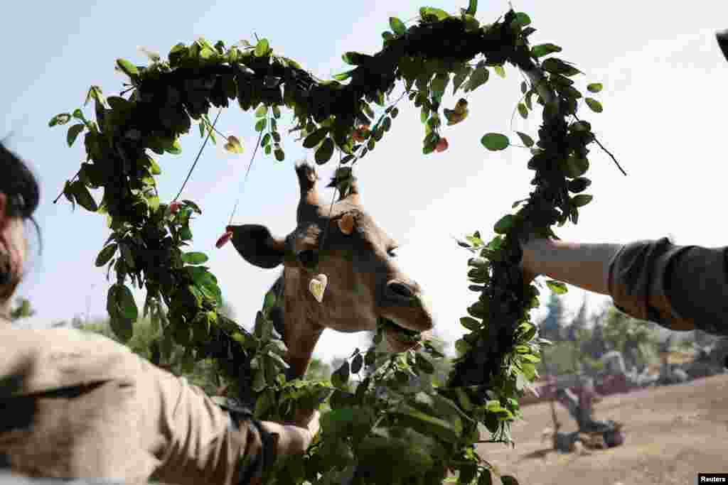 Y los animales no son ajenos al día de los enamorados. En bioparque Buinzoo de Santiago de Chile, una jirafa se alimenta de un arreglo en forma de corazón.&nbsp;