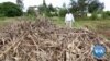 Inescapable Effects of Global Warming Jeopardize Livelihoods in Africa