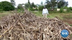 Inescapable Effects of Global Warming Jeopardize Livelihoods in Africa