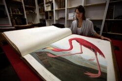 미국의 생태학자이자 탐험가, 조류화가인 존 오듀본의 그림을 담은 화첩.