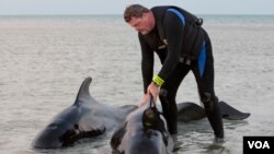 Dos animales murieron y los rescatistas han empezado la búsqueda de otros, que fueron divisados antes del anochecer.