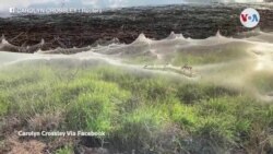 Enormes telarañas cubren matorrales en Australia 