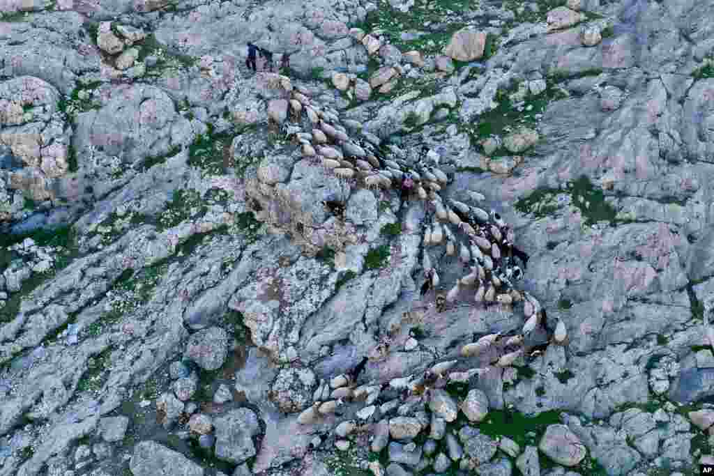 Palestinian shepherds herd their flock near the Jewish settlement of Tomer in the Jordan Valley, a strip of West Bank land along the border with Jordan.