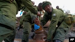 Kenya Wildlife Service rangers and capture team pull out a sedated black rhino from the water in Nairobi National Park, Kenya Tuesday, Jan. 16, 2024.