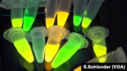 Ultraviolet light reveals different "species" of quantum dots that have been programmed to attack specific microbes.