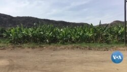 Angola: Beguelenses tentam virar a sorte da fome no Dombe Grande