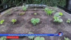 رباتهایی باری سبزی کاری آسان تر
