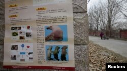 FILE - A poster on African swine fever is seen outside a farm after the outbreak of the disease in Fangshan district of Beijing, China, Nov. 23, 2018.