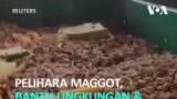 Maggot Punya Nilai Ekonomi dan Manfaat untuk Lingkungan