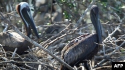 Dầu bám trên bộ lông của các con bồ nông trong Vịnh Barataria, bang Louisiana sau vụ nổ giàn khoan và tràn dầu hồi tháng 4