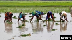 Farmers plant saplings in a paddy field in Allahabad, India, July 8, 2016.