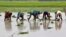 Farmers plant saplings in a paddy field in Allahabad, India, July 8, 2016.