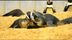 Настоящее Время. Америка – 27 июня 2017