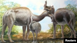 An artist's rendering shows the South American native ungulate Macrauchenia. 