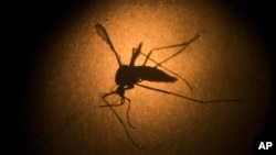 FILE - An Aedes aegypti mosquito is photographed through a microscope at the Fiocruz institute in Recife, Pernambuco state, Brazil, Jan. 27, 2016.