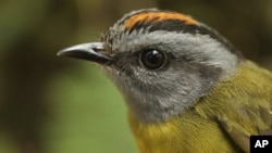 A russet-crowned warbler in the Cerro de Pantiacolla mountain in Peru.