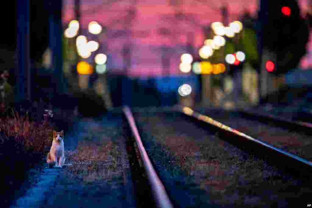 독일 프랑크푸르트에서 이른 새벽 철길 주변에 나온 고양이.