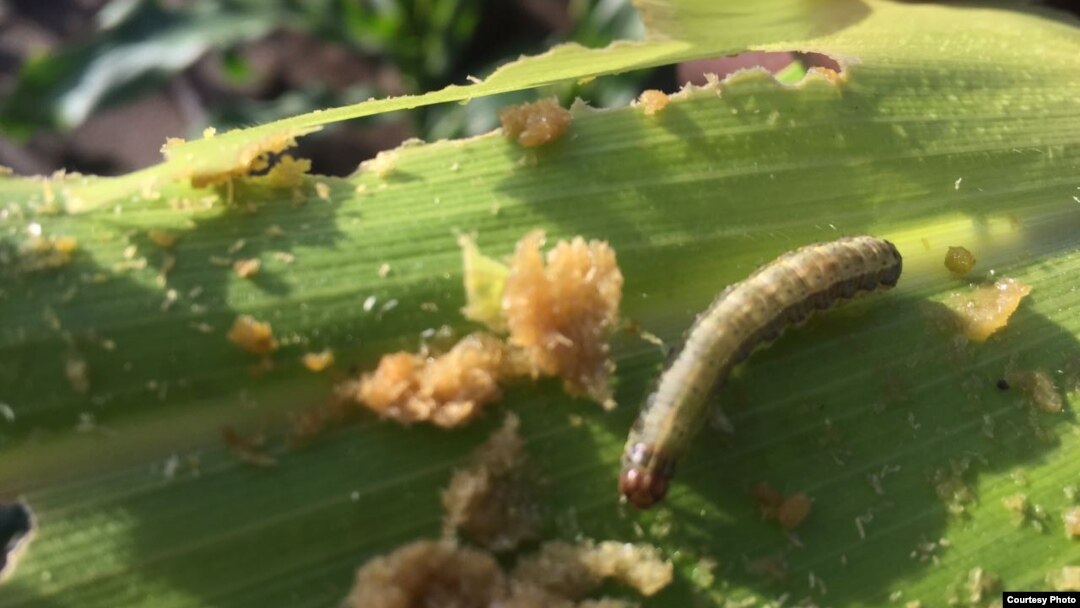 FILE - An armyworm attacks maize crops in a province in Zambia. (Courtesy - Derrick Sinjela in Zambia)
