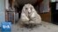 SM_WoolySheep