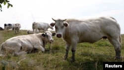 FILE - Cows graze in a field in Vlezenbeek near Brussels, Belgium, Aug. 7, 2015. Veterinary authorities in Western countries routinely cull cattle infected with bovine tuberculosis whereas simalr protocols are less prevalent in developing countries.