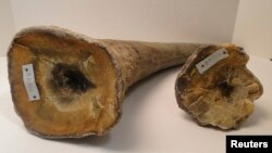 FILE - Rhino horns are pictured in this undated handout photo courtesy of the U.S. attorney's office, District of New Jersey. 