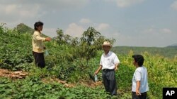 North Korean farmers are planting fruit and nut trees on hillsides to produce food and prevent erosion.