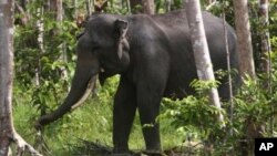 Gajah Sumatra di Perawang, Riau. (Foto: Dok)