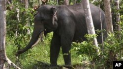 Seekor gajah Sumatra terlihat di Perawang, provinsi Riau pada 12 Januari 2012. (Foto: Dok)