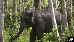 Seekor gajah Sumatra terlihat di Riau, 2012. (Foto: Dok)