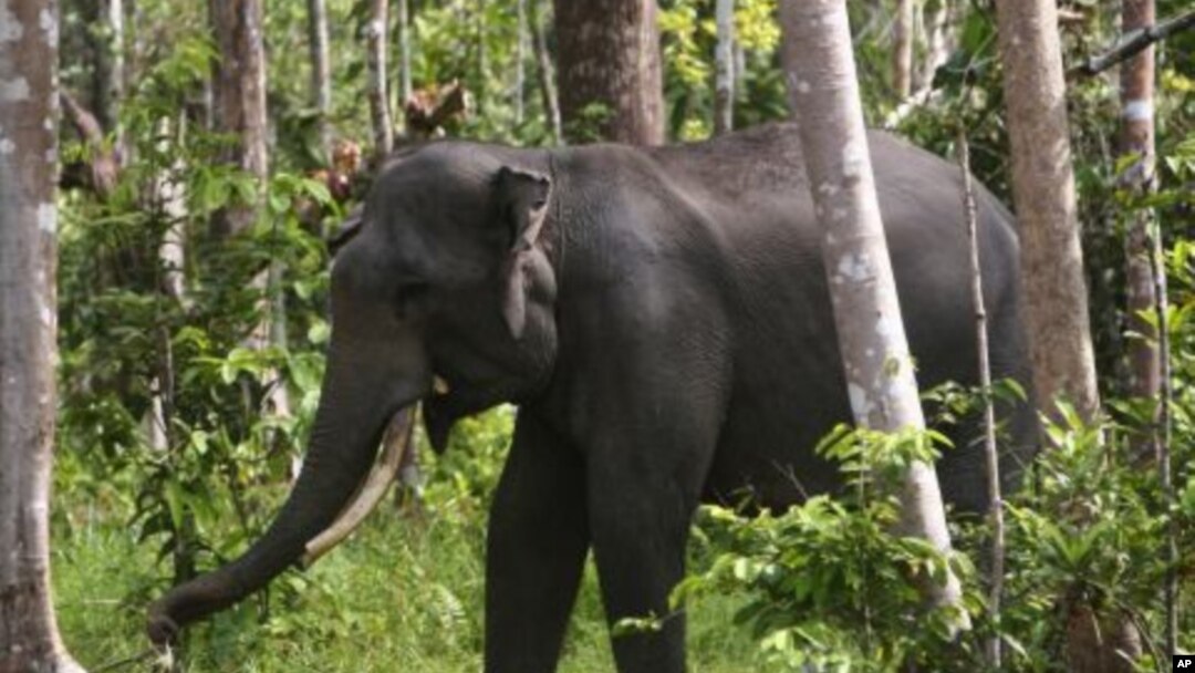 Gajah Sumatera di Perawang, Riau.