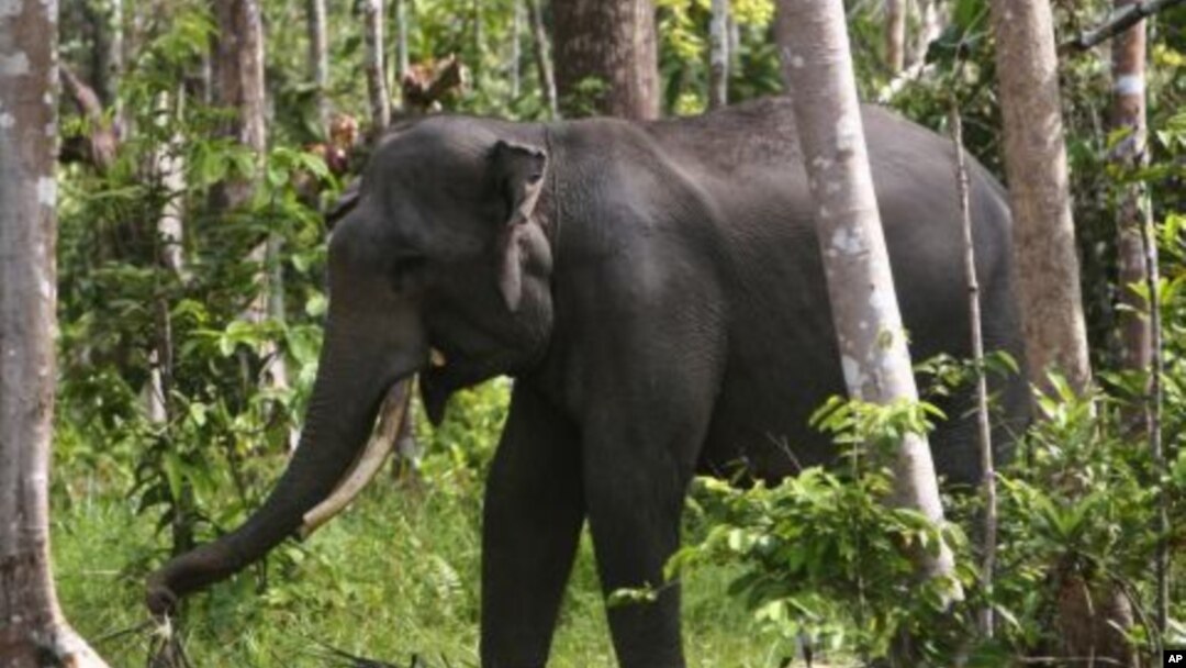 Seekor gajah Sumatra di Perawang, Riau.
