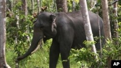 Seekor gajah Sumatra di Perawang, Riau.