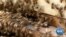 Honey Prices Soar as Bees Die