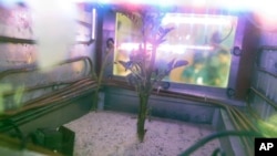 Live-streaming cameras caught every tiny movement as a potato bud sprouted and grew several leaves while sensors provided around-the-clock monitoring of simulator conditions in Lima, Peru, March 16, 2017.