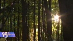 დაავადებები ტყეს საფრთხეს უქმნის