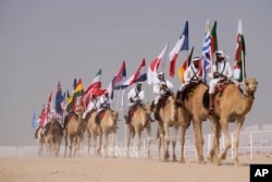 Camel parade with flags during a pageant at the Qatar camel Mzayen Club, in Ash- Shahaniyah, Qatar, Friday, Dec. 2, 2022. (AP Photo/Alessandra Tarantino)